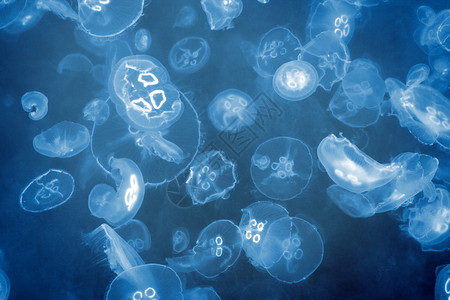 蓝色的海底水母背景图片