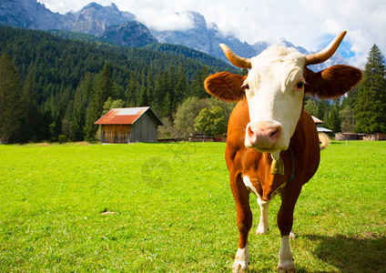 在意大利山的牧场上有奶牛图片