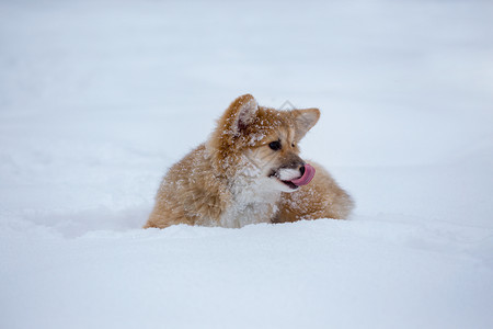 可爱小狗在雪地里玩耍图片