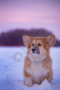 在户外的可爱小的Corgifluy小狗关闭肖像在冬天关闭日落的冬图片
