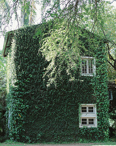 含有绿色常春藤植物天和自然概念的旧建筑房图片