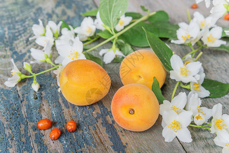 白茉莉花和老木板上成熟的杏子高清图片