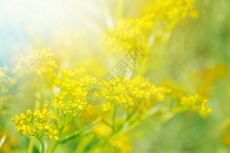 阳光下的蒲公英日光下夏草地上的黄野花背景