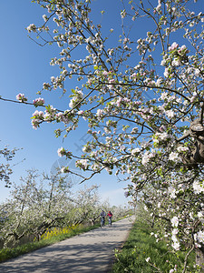在蓝天下开的苹果树和黄春花在蓝天下开在北贝图韦的凝胶马森附近Holand河边图片