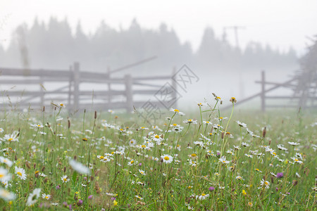 菊次郎的夏天在背景的模糊森林中雾的清晨花菊背景