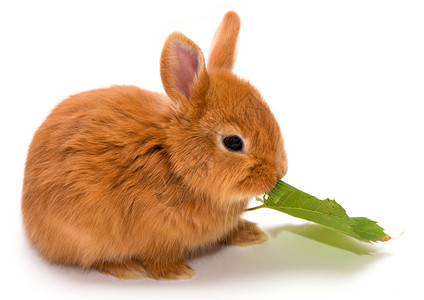 小红兔在白色背景下吃叶子图片