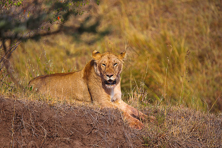 非洲狮子女Kenya狮子非洲图片