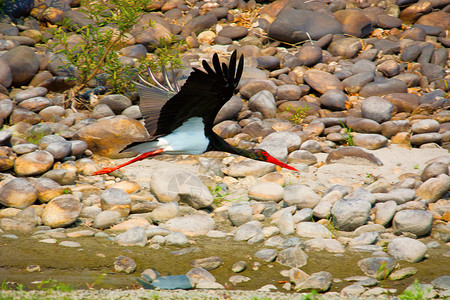 黑白尼国名家公园萨姆印地亚图片