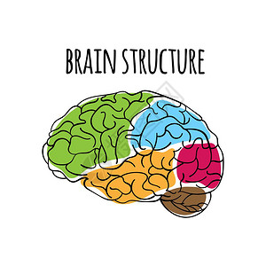 扁桃大脑结构图插画