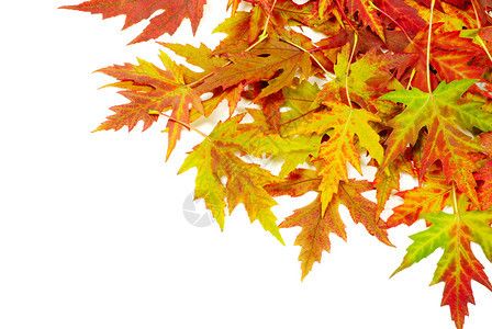 秋树叶图片