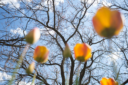花园中美丽明亮的郁金香与蓝色的天空相对春和园艺图片