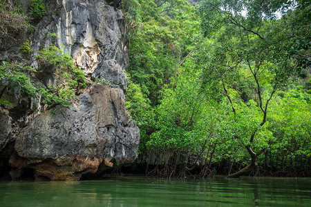 泰河沿岸邦汉加湾的红树林沼泽图片