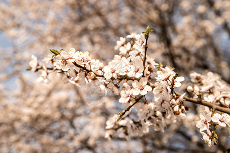 春时野生米拉贝花图片