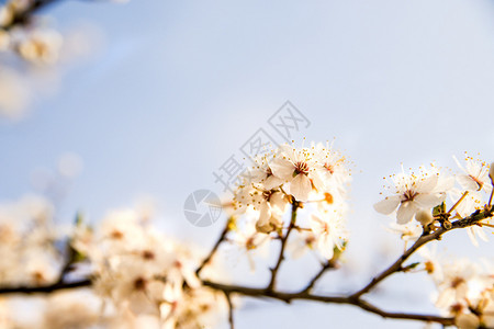 春时野生米拉贝花图片