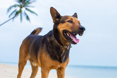 在海滩玩耍的中国昆明犬图片