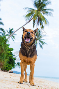 在海滩玩耍的中国昆明犬图片