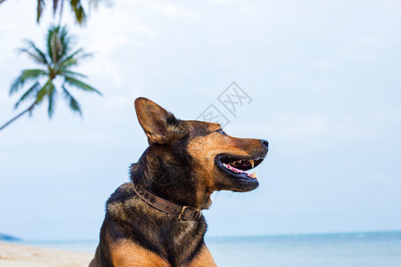 在海滩玩的快乐狗夏天概念图片
