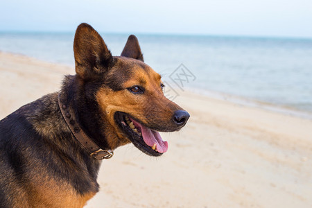 在海滩玩耍的中国昆明犬图片