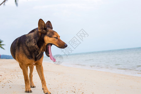 在海滩玩耍的中国昆明犬图片