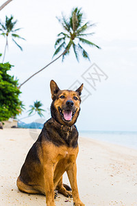 在海滩玩的快乐狗夏天概念图片