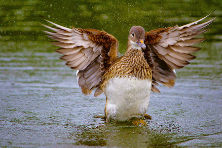 野鸭阿纳斯latyrhncos女公园英格兰背景图片