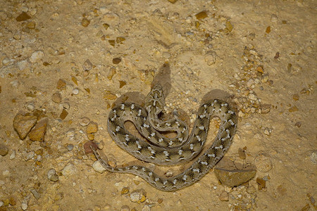 socurek锯成的毒蛇echisalntusochreki沙漠公园rjasthnid图片