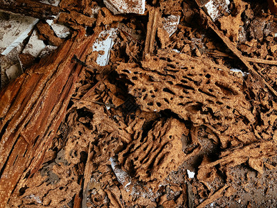 大量洞的白蚁损坏木材存在严重白蚁问题的房屋结构成堆的废木图片