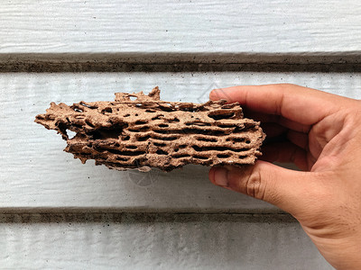 白蚁用大量洞的白蚁损坏木材房屋结构有严重的白蚁问题人手中的废木图片