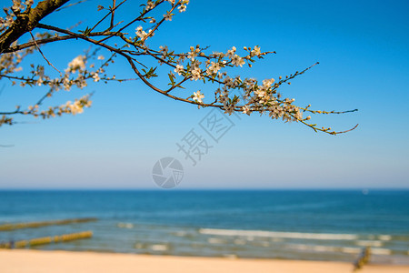 新西兰海海藻沙滩上的梨花背景