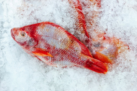在新鲜海市场最顶级的视野中冷冰上紧闭鲜红罗非鱼营养高清图片素材