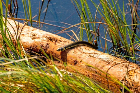 水律蛇欧洲的草蛇在波兰摩尔湖中背景
