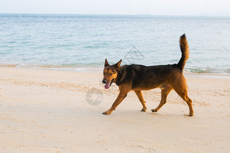 海滩上快乐的狗图片