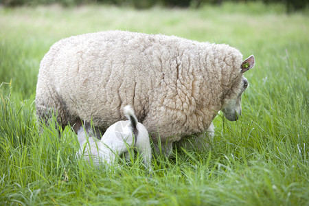 在哺乳小羔羊的母羊图片