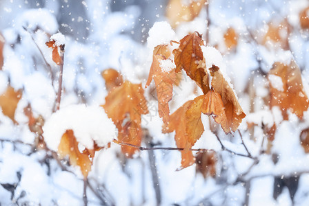 秋末或冬季初雪下有橙色和黄叶子的美丽树枝第一次雪花落下设计时温柔的模糊浪漫蓝色背景背景图片