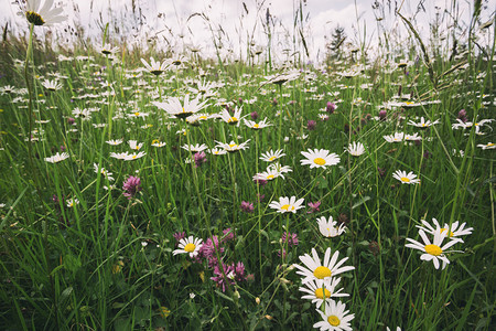 绿地上许多白花朵图片