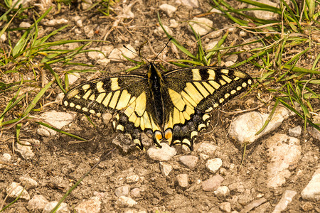 春天在德国的燕尾蝴蝶图片