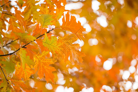 秋黄色叶背景图片