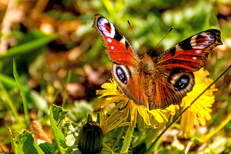 花朵上的孔雀蝴蝶图片