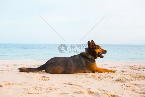 快乐的狗在海滩上放松暑假和海洋概念图片