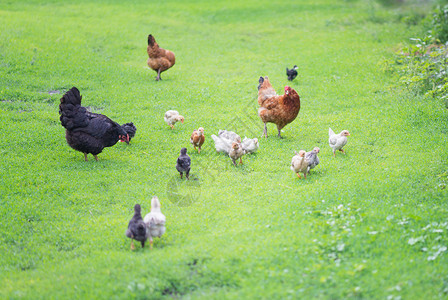 一群鸡在绿草野外散步背景图片