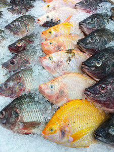 市场上的鲜鱼晚餐高清图片素材