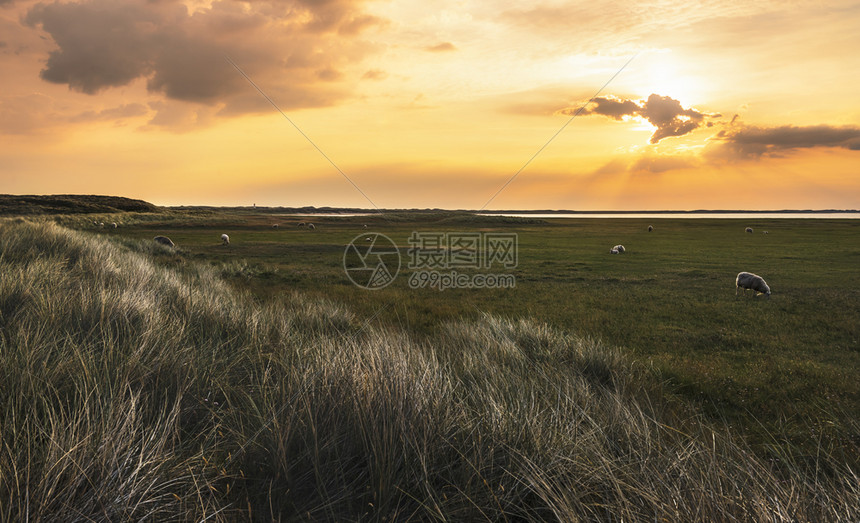 古老的夏日风景牧羊高草和北海地平线黄金时段雪松德国图片