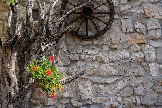 农舍墙上挂着枯死的树枝和车轮上面开着红色的天竺葵花艺术插花中的红花图片