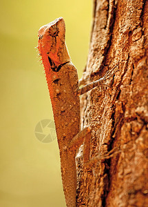 热带森林蜥蜴卡洛特斯鲁西加内古迪卡纳塔因迪亚热带森林蜥蜴卡罗特斯鲁希纳塔克因迪亚图片