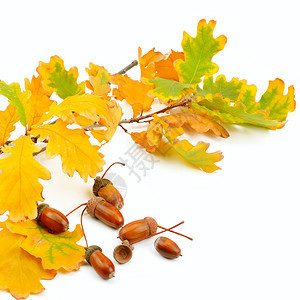 圆角和橡树叶孤立在白色背景上空闲的文字间秋天背景图片