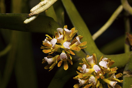 acmpermos是一种单兰花物位于印度那加兰的durgap村图片