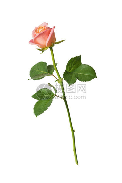 一朵粉红色的玫瑰花长尾随着绿叶子孤立在白色背景上侧视图片