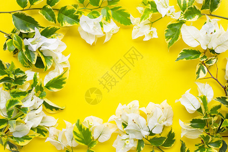 由美丽的白布哥恩维利亚花朵和黄色背景的绿叶组成框架顶部视图图片