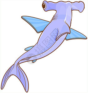 缩略鲨插图图片
