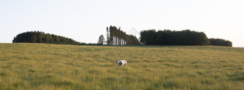 在比利时的罗切和巴斯托涅之间的夜晚风景中奶牛图片